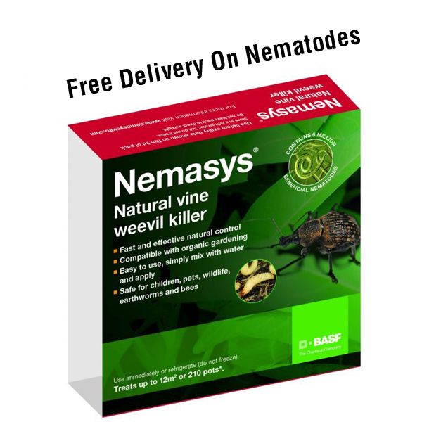 vine weevil nematodes