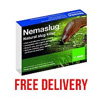 Slug Nematodes